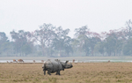Rhino