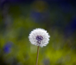 Dandilion Clock
