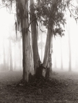 Laurel Hill
