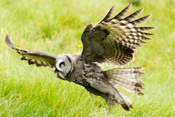 Great Grey Owl in Flight