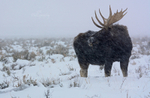 Teton Tough