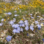 Perennial flax (Linum perenne) 