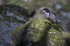 Dippers, North Wales