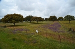 Extremadura dehesa, Spain