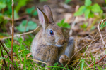 wild rabbit Oryctolagus cuniculus-1968