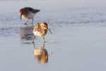 SBW006: Feeding Dunlin