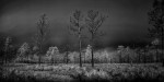 Early Morning