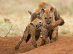 Hyena cubs with elephant leg bone