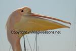 Cyprus Pelican chatter