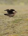 Great Skua, wings raised, Iceland
