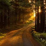 Morning Walk
