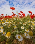 N0.0017 Exton Road Poppies
