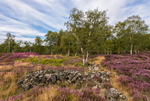 Heather, Stanton Moor (6)