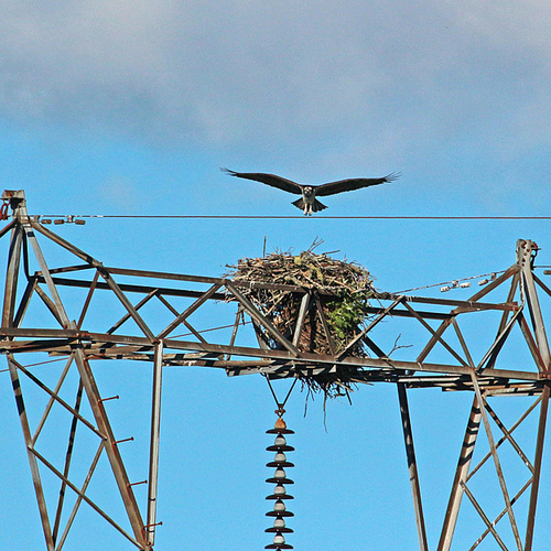 An osprey comes in for a landing at it's transmission tower top nest. These large fish hawks are very attracted to th…