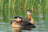 Two Red-necked Grebes, Minnesota, USA