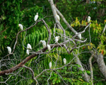 Cattle Egrets preening, Costa Rica