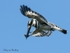 Hovering Pied