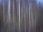 Silver Birch at Dusk: 134E
