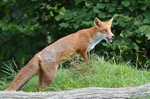 Red Fox