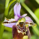 Ophrys fuciflora (Late Spider Orchid)