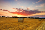 IMG_2250_ Field Of Gold