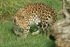 Amur leopard - Milena (Colchester Zoo)