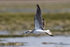 Greenshank