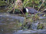 Dipper