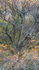 BEECH WOODS - WESTER-ROSS, SCOTLAND