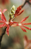 Aesculus x Neglecta "Erythroblastus" - 3