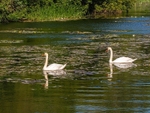 Mute Swans