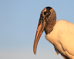 Side view of Wood Stork, Wakodahatchee Wetlands, Florida