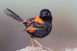 Red Wren Male 16