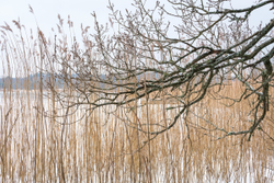 Bulrush and Branch