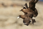 Egg-carrying Brown Skua being mobbed, Steeple Jason, Falklands