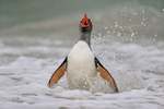 Gentoo Penguin startled, Carcass Island, Falklands