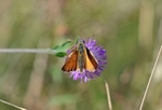 Small Skipper
