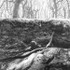 Halstock Wood Dartmoor UK