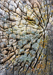 TREES WEEK #3