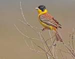 Black Headed Bunting