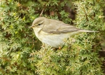 Willow Warbler 1