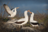 Nazca Boobies