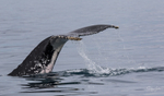 Fluke Splash 4