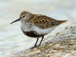 Dunlin (breeding plumage) on the causeway at Farmoor