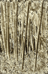 Bamboo-1595_3_4 Neg toned HDR