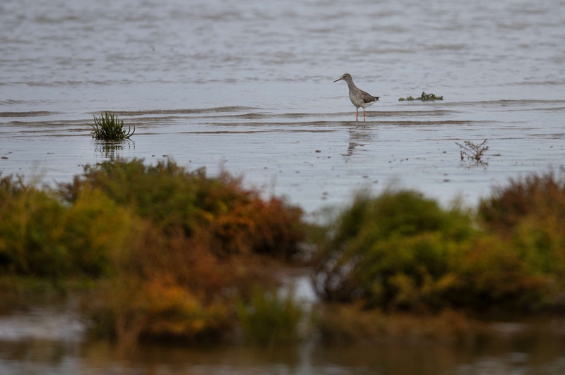 Common Redshank - Dee Estuary - North Wales