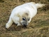 Atlantic Grey Seal