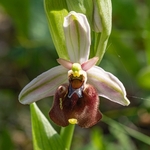 Small-patterned ophrys (Ophrys fuciflora ssp parvimaculata)