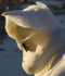 WHOOPER SWAN