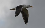 Goeland Marin
